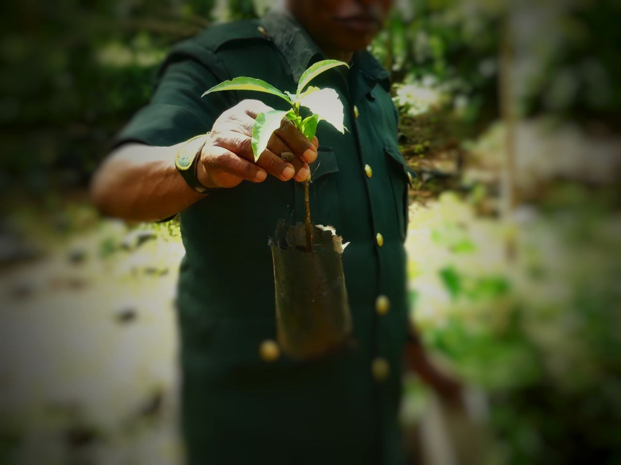 Tree Planting & Reforestation in Msomera, Tanzania